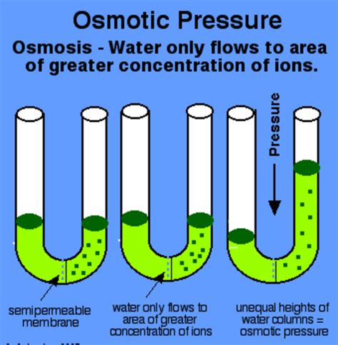 osmosis