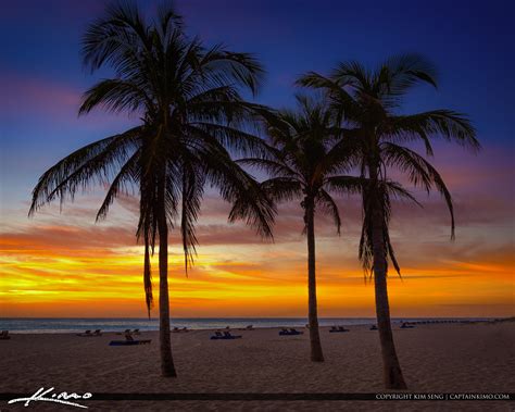 Coconut Tree at Singer Island Beach in Rvieira Beach Florida Squ | HDR ...