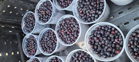 All About Saskatoon Berries! | Discover Saskatoon