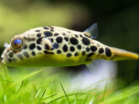 Leopardkugelfisch | Tetraodon schoutedeni bei ZOOBOX online kaufen | Zoobox