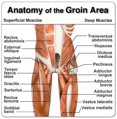 MYO Therapy & Healthcare Institute: Groin Strain