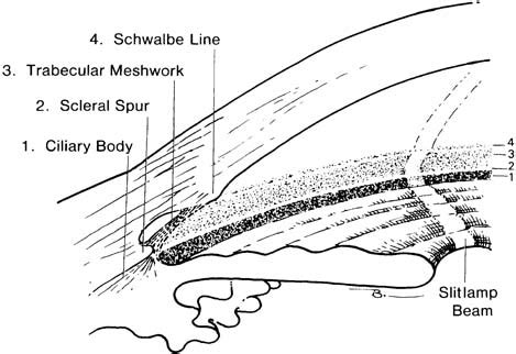 Scleral Spur | www.picswe.net