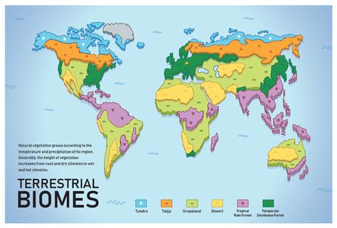 Amanda Zhu Design - Terrestrial Biomes: Infographic