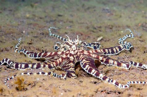 Discover the Mimic Octopus... The Ultimate Disguise Artist - A-Z Animals