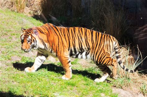 Tigre Malayo (Panthera tigris jacksoni) | El más pequeña del mundo!