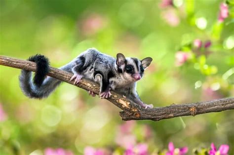 Types of Sugar Gliders | Different Breeds & Colors - The Doorstep