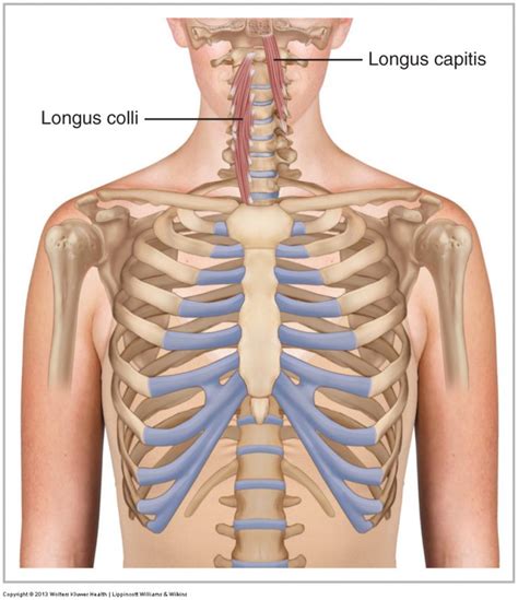 The Role of Longus Colli & Longus Capitis in Cervical Spinal Stabilization