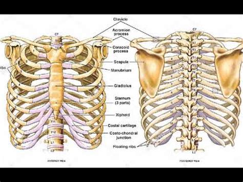 Two Minutes of Anatomy: Ribcage - YouTube