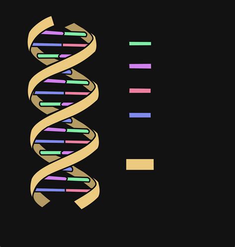 Dna Double Helix Drawing | Free download best Dna Double Helix Drawing ...