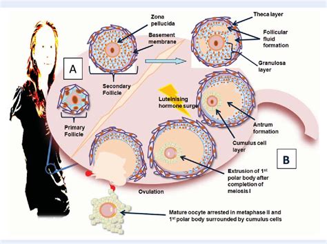 Figure 1 from The human oocyte and cumulus cells relationship: new ...