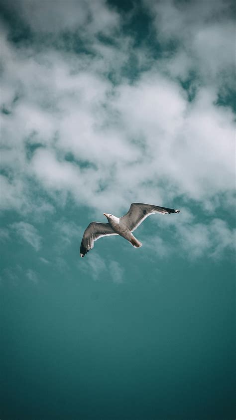 Seagulls Flying over Beach · Free Stock Photo