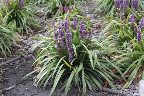 Liriope Grass - an Outstanding Ground Cover to Beautify Your Yard