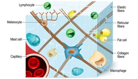 Describe the Structure and Function of the Connective Tissue Matrix