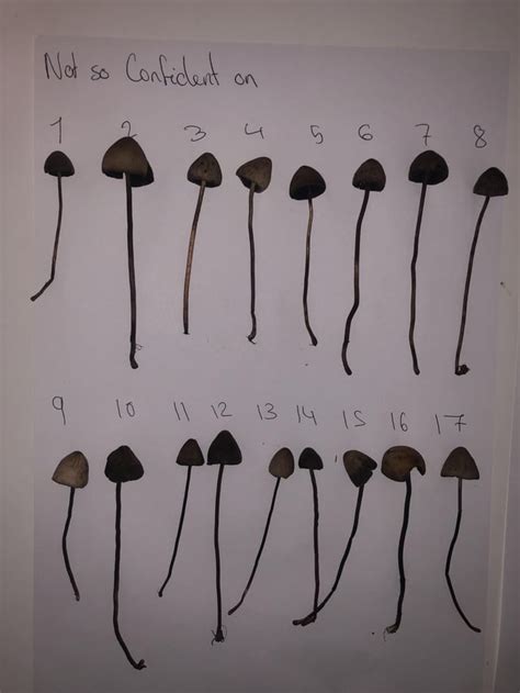 Liberty Cap identification : r/shrooms