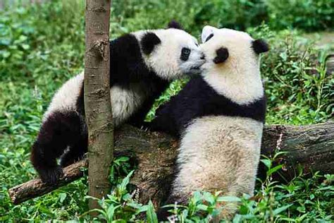 The Giant Panda’s Breeding (7 Things You Should Know)