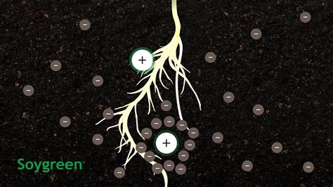 How Chelation Works In Agriculture - YouTube