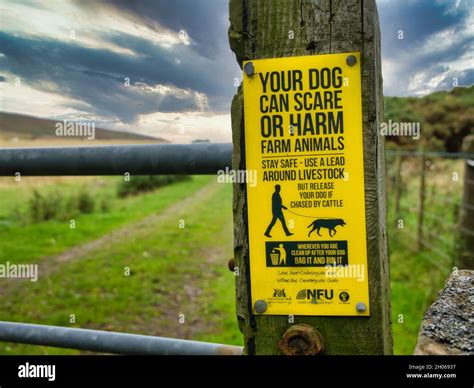 Dog attack sheep cows hi-res stock photography and images - Alamy