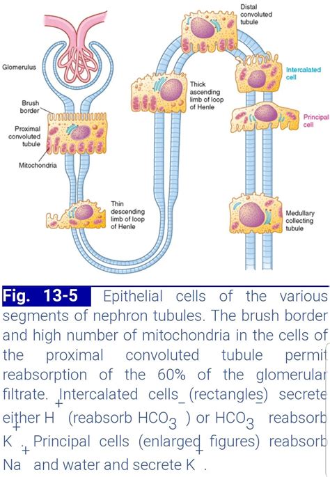 Cells of nephron tubules | Loop of henle, Cell transport, Intravascular