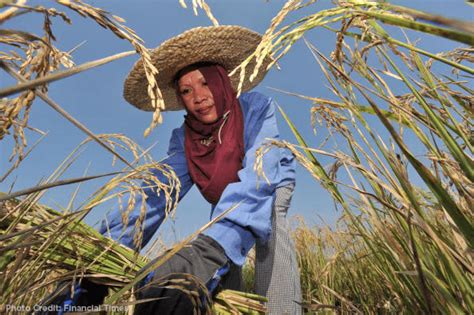 Filipino-rice-farmer - Official Website of Francis "Kiko" Pangilinan