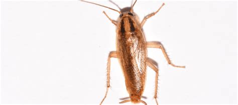 Signs of a German Roach Infestation | ABC Blog