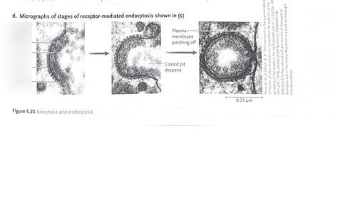 Receptor Mediated Endocytosis Micrograph