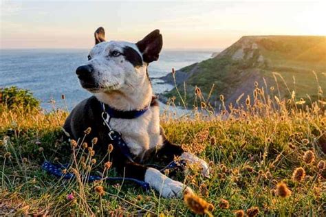 Jurassic Coast & Dorset Coast Camping: 2024 Guide