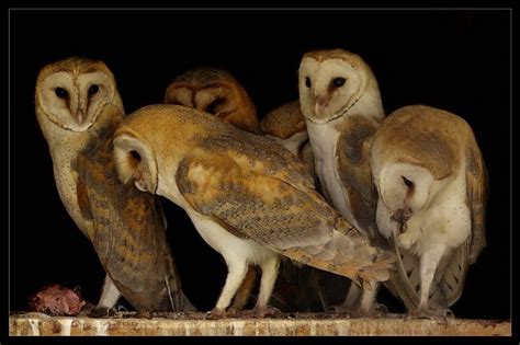 Owl's Family by Lilia73 on DeviantArt | Owl, Owl family, Beautiful owl