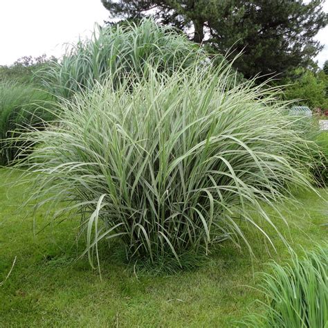 Miscanthus sinensis