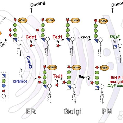 The class of Flo11-like fungal adhesins. Left, the SSN of the Flo11 ...