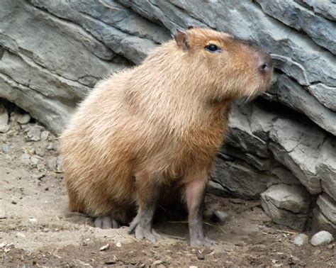 The Capybara | Beautiful Animal Interesting Facts | Animals Lover