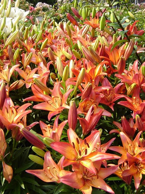 LA hybrid lily Royal Sunset Landscaping & Garden Plants, Front Yard ...