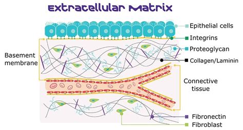 Extracellular Matrix Proteins and Tools for Cell Culture Optimization