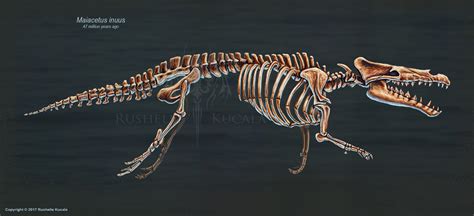 Maiacetus inuus Skeletal Study by TheDragonofDoom on DeviantArt