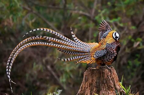 🔥 Reeves's pheasant 🔥 : r/NatureIsFuckingLit