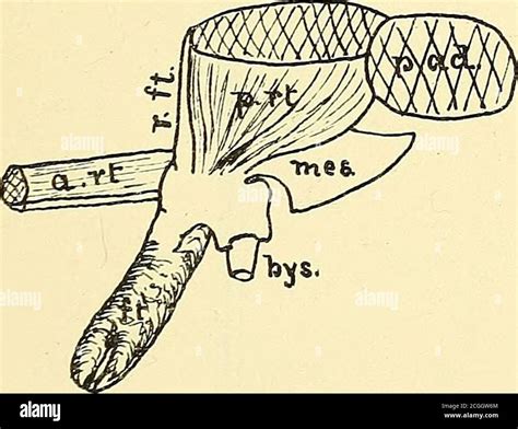 . The anatomy of the common mussels (Mytilus, latus, edulis and magnellanicus) . Fig. 10. M ...