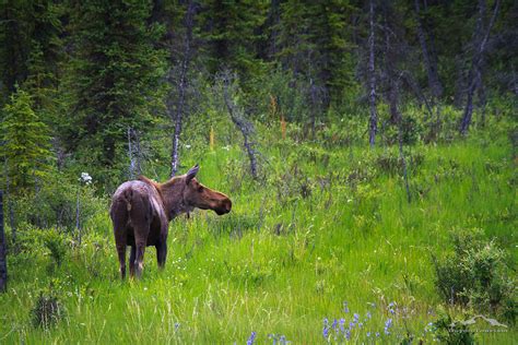 Wildlife in Denali National Park : Close-up Photos of Alaskan Wildlife