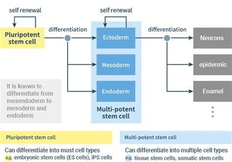 Types and Characteristics of Various Stem Cells | Basic knowledge ...