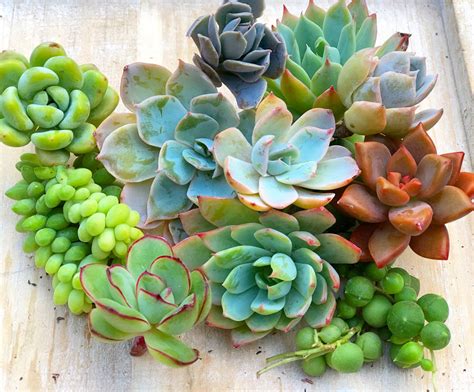 Succulent Cuttings – In Succulent Love