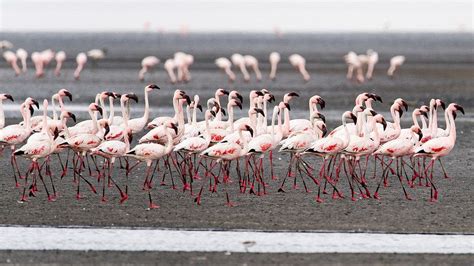 Lake Natron: A Deadly Body of Water Where Lesser Flamingos Thrive ...