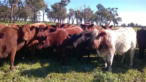 Pin by Jim Durham on Australian #5 Cattle Breeds | Cattle, Breeds, Cow