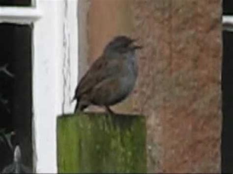 Dunnock song - YouTube | Songs, Hedge sparrow, Animals