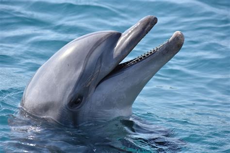 Premium Photo | Closeup shot of a dolphin swimming in the blue waters of the marine park