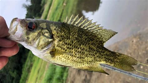 What is A Rock Bass – The Full Breakdown of this Awesome Fish