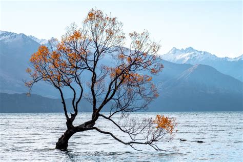 That Wanaka Tree Isolated in Lake Wanaka at Sunset in Autumn Season. I Stock Photo - Image of ...