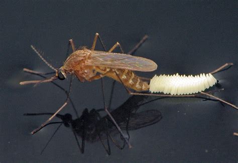 Culex quinquefasciatus Ovipositing | Vero Beach FL 10/9/06 | Flickr