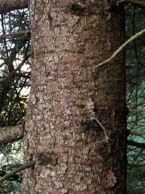 Red Spruce | Glen Arboretum