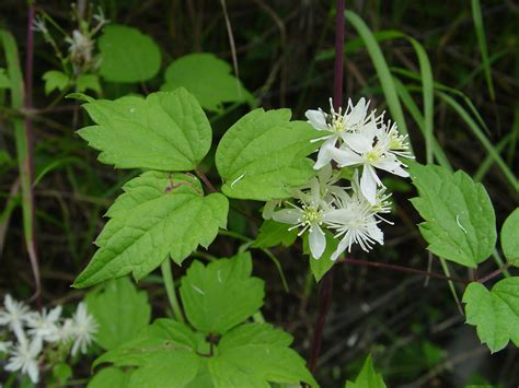 Clematis virginiana (Virginia virgin's-bower): Go Botany