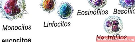 Leukopoiesis: process, stimulating factors, regulation - science - 2024