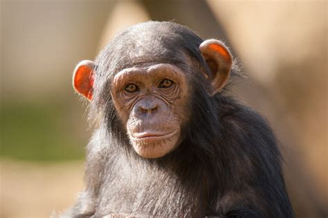 Download Primate Monkey Animal Chimpanzee HD Wallpaper