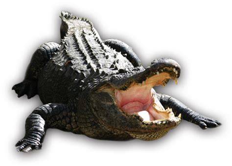 aligator png 20 free Cliparts | Download images on Clipground 2024